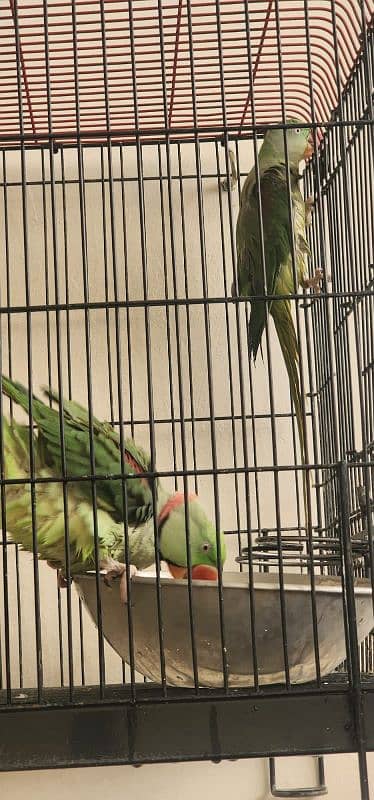 Raw Parrots for sale with cage 03245044450 1