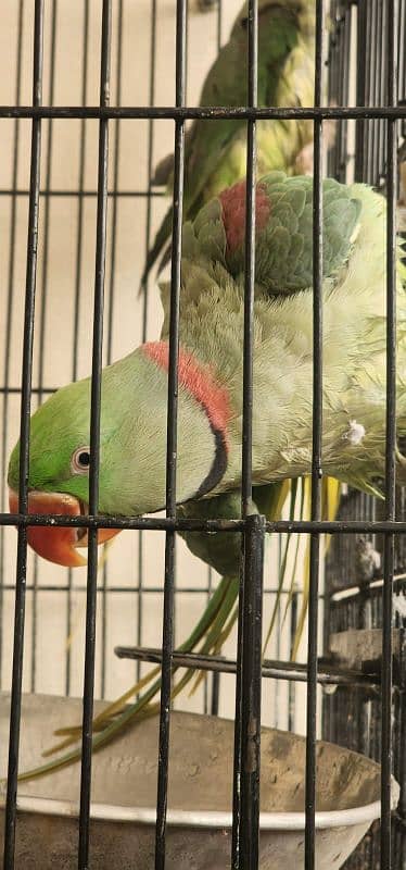 Raw Parrots for sale with cage 03245044450 2