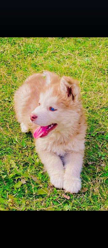 puppy 0