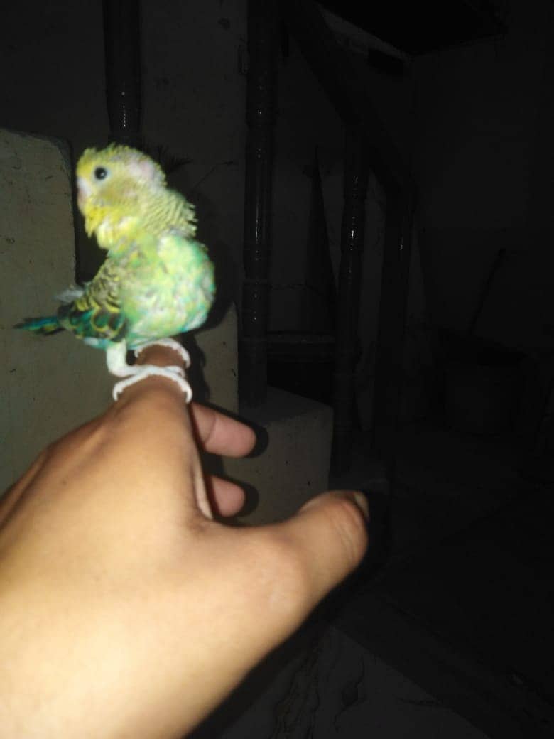 Handtame Australian Budgies for Sale 0