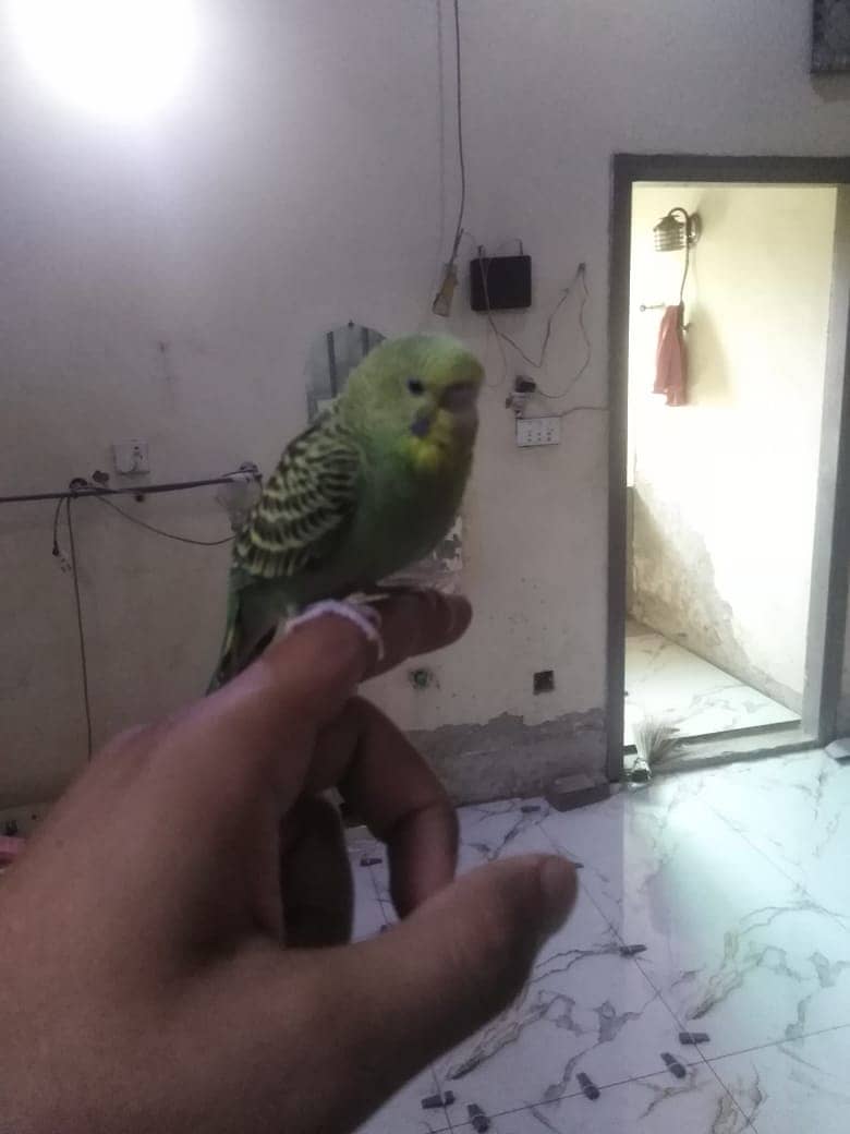 Handtame Australian Budgies for Sale 4