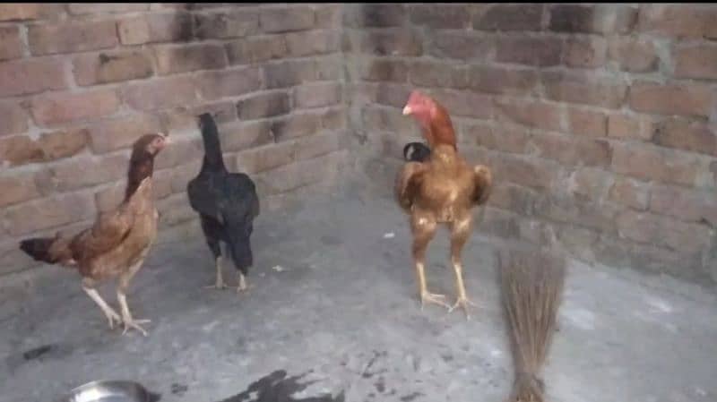 Aseel pair 2