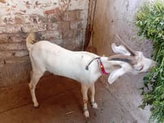 beautiful 11 number male goat for sale
