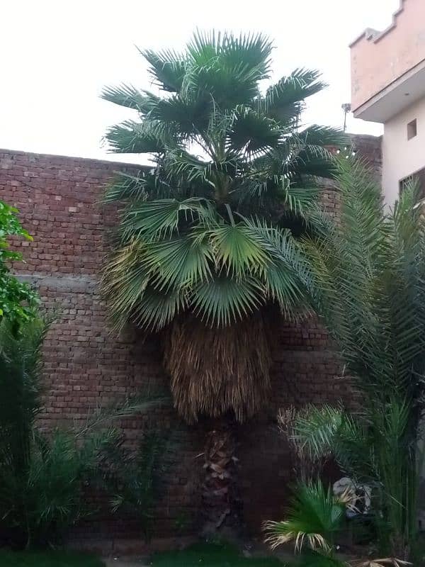 Very Beautiful Palm Trees, Wall Palm 0