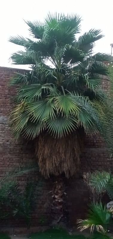 Very Beautiful Palm Trees, Wall Palm 1