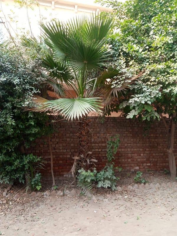 Very Beautiful Palm Trees, Wall Palm 2