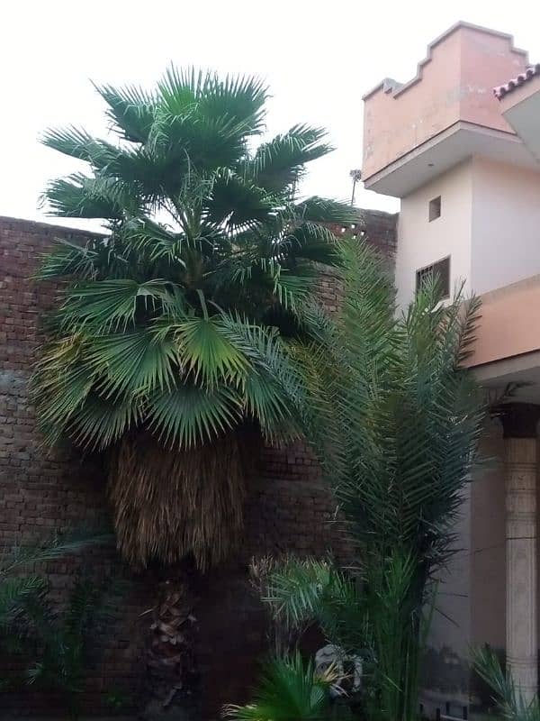 Very Beautiful Palm Trees, Wall Palm 4