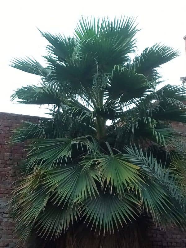 Very Beautiful Palm Trees, Wall Palm 5