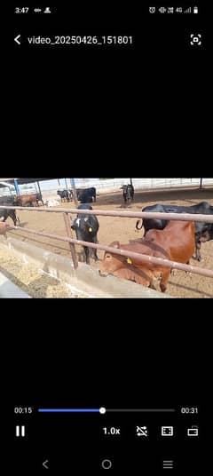 Cow