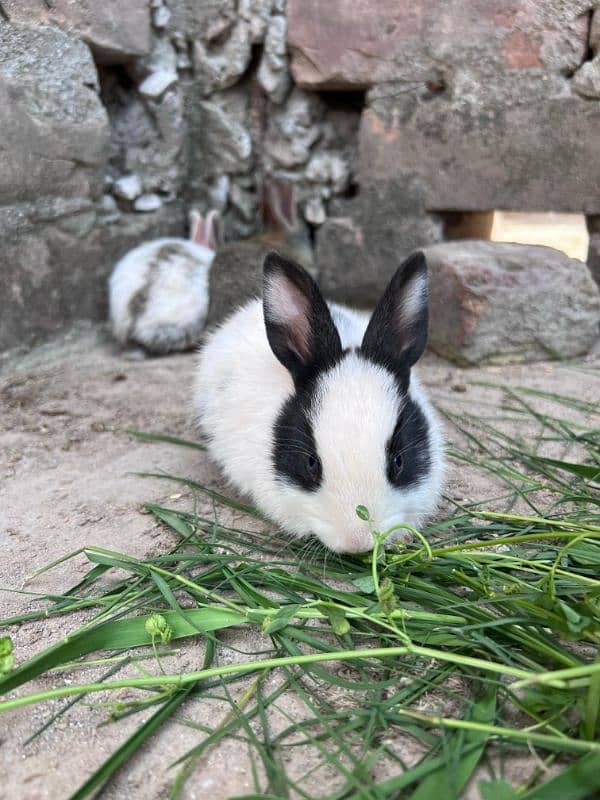 RABBITS BUNNIES FOR SALE 0