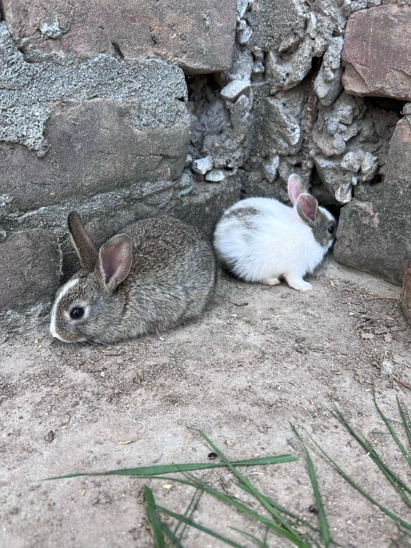 RABBITS BUNNIES FOR SALE 1