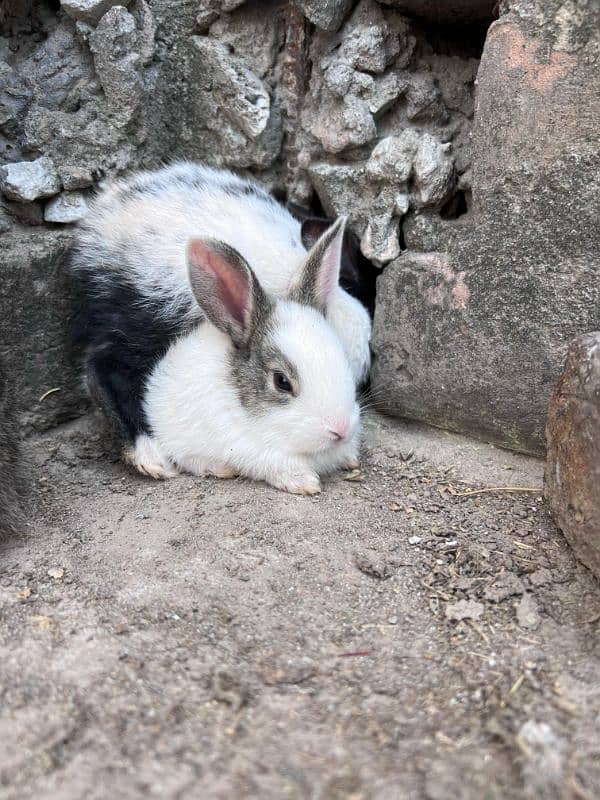 RABBITS BUNNIES FOR SALE 2