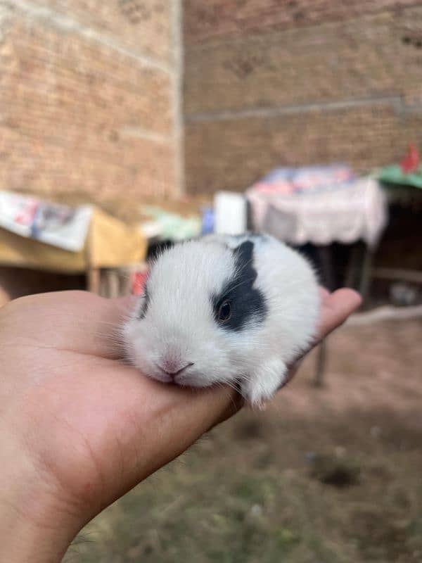 RABBITS BUNNIES FOR SALE 3
