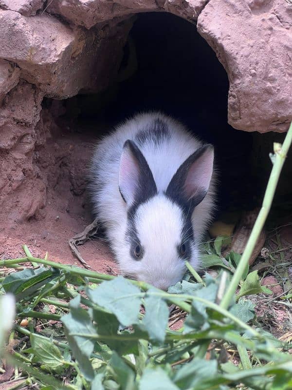 RABBITS BUNNIES FOR SALE 6