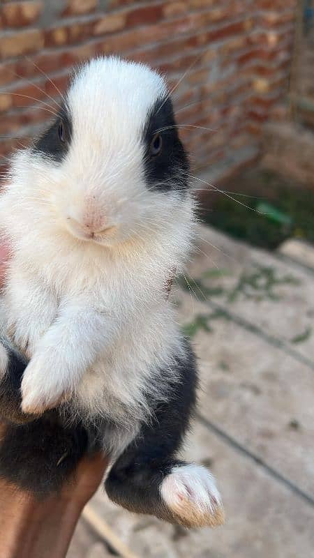 RABBITS BUNNIES FOR SALE 7