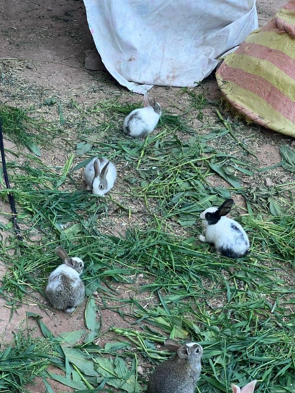 RABBITS BUNNIES FOR SALE 8