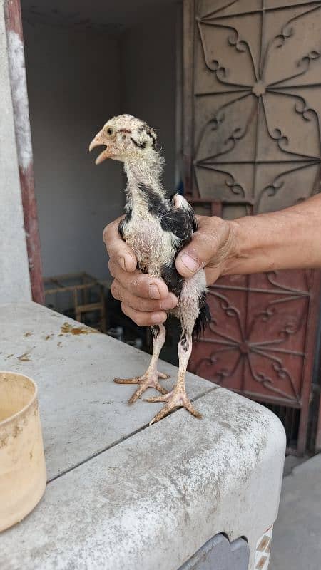 High Quality Aseel Chicks 40 days and 10 days for sale 0