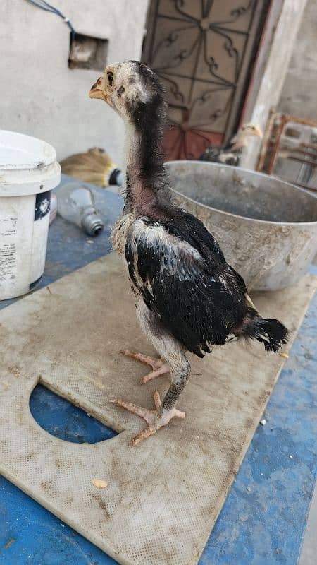 High Quality Aseel Chicks 40 days and 10 days for sale 1