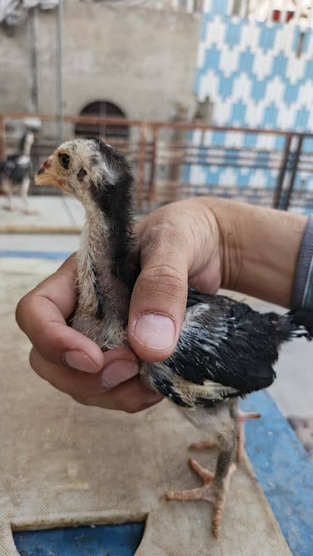 High Quality Aseel Chicks 40 days and 10 days for sale 2