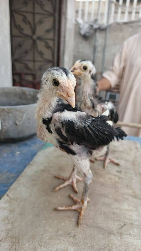 High Quality Aseel Chicks 40 days and 10 days for sale 3
