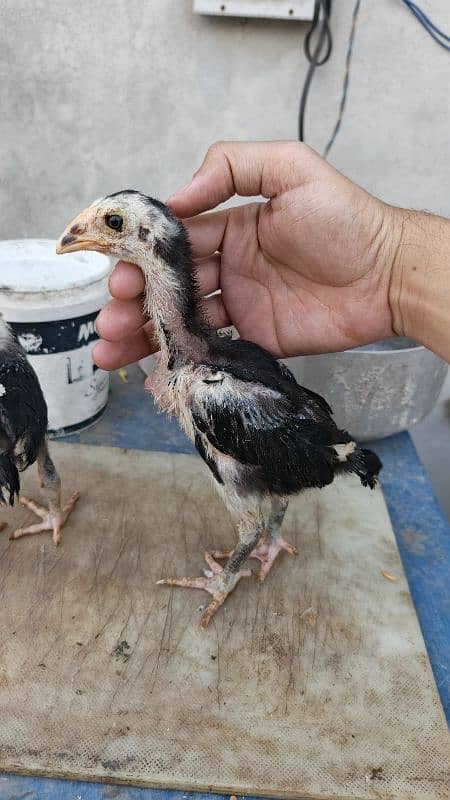 High Quality Aseel Chicks 40 days and 10 days for sale 4