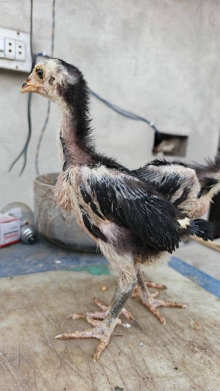 High Quality Aseel Chicks 40 days and 10 days for sale 7