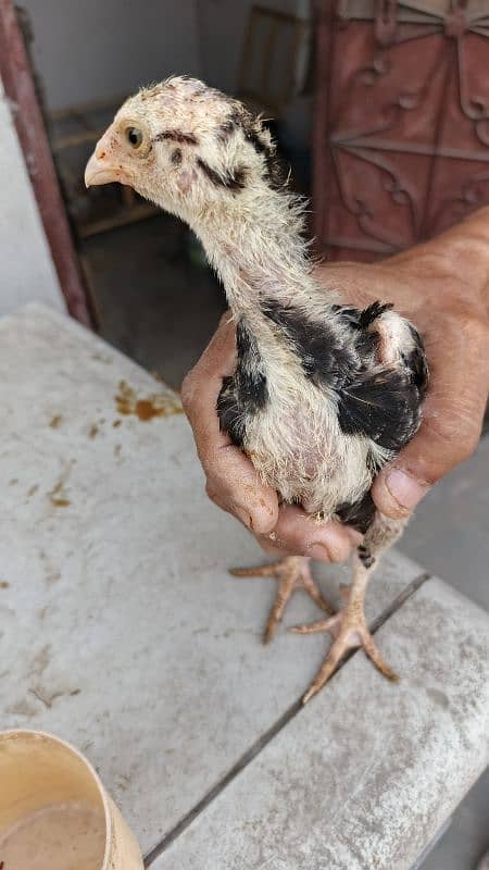 High Quality Aseel Chicks 40 days and 10 days for sale 9