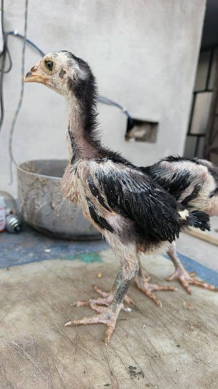 High Quality Aseel Chicks 40 days and 10 days for sale 10