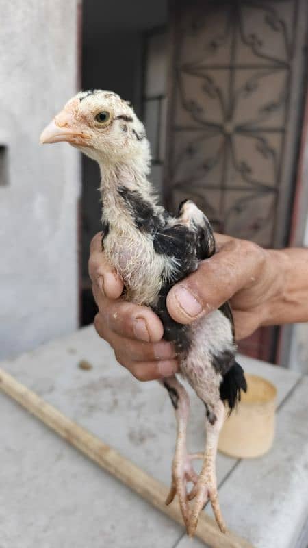 High Quality Aseel Chicks 40 days and 10 days for sale 11