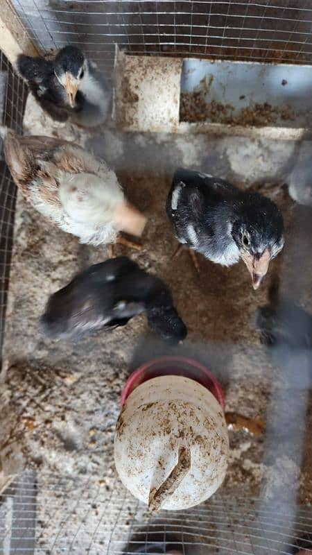 High Quality Aseel Chicks 40 days and 10 days for sale 12