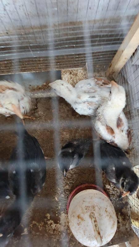 High Quality Aseel Chicks 40 days and 10 days for sale 13
