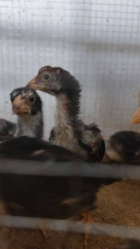 High Quality Aseel Chicks 40 days and 10 days for sale 14