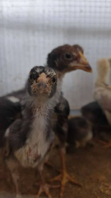 High Quality Aseel Chicks 40 days and 10 days for sale 15
