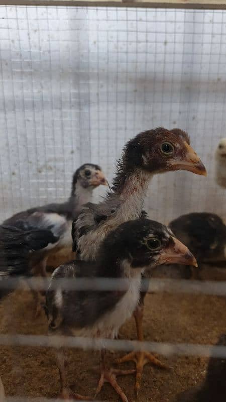 High Quality Aseel Chicks 40 days and 10 days for sale 16