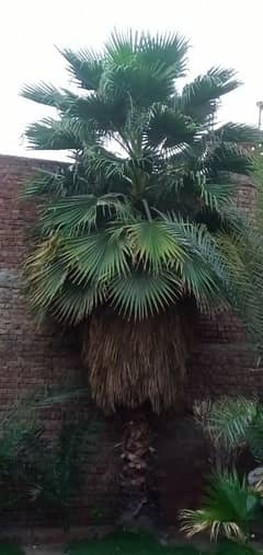 Wall Palm Trees for Villa or Farm House