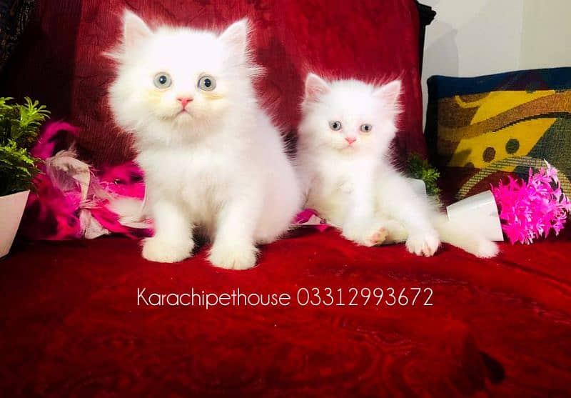 Pure Persian Kitten (Premium Quality) 0