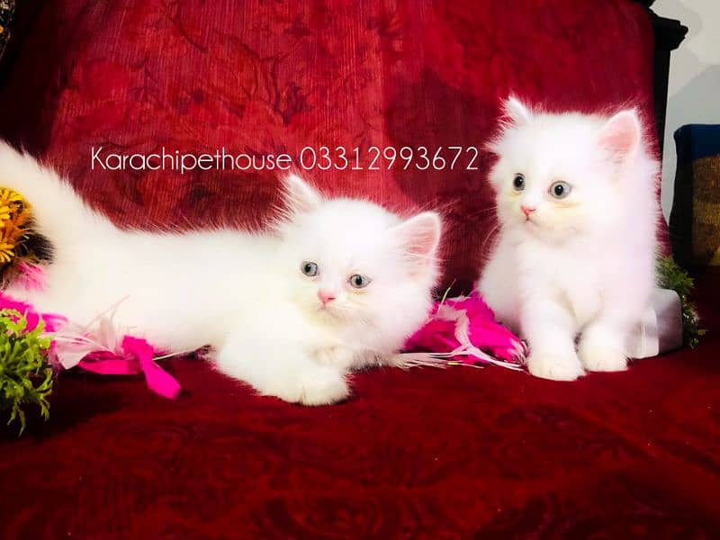 Pure Persian Kitten (Premium Quality) 1