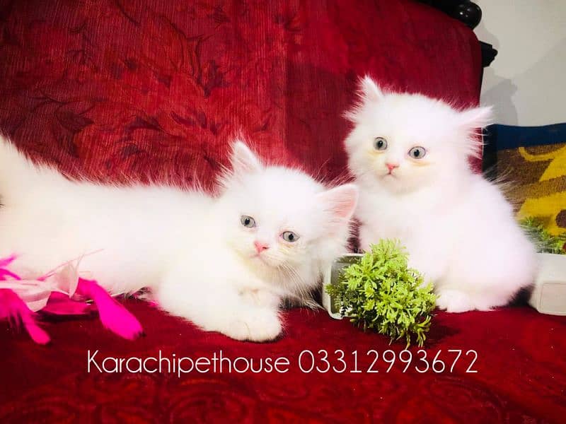 Pure Persian Kitten (Premium Quality) 2
