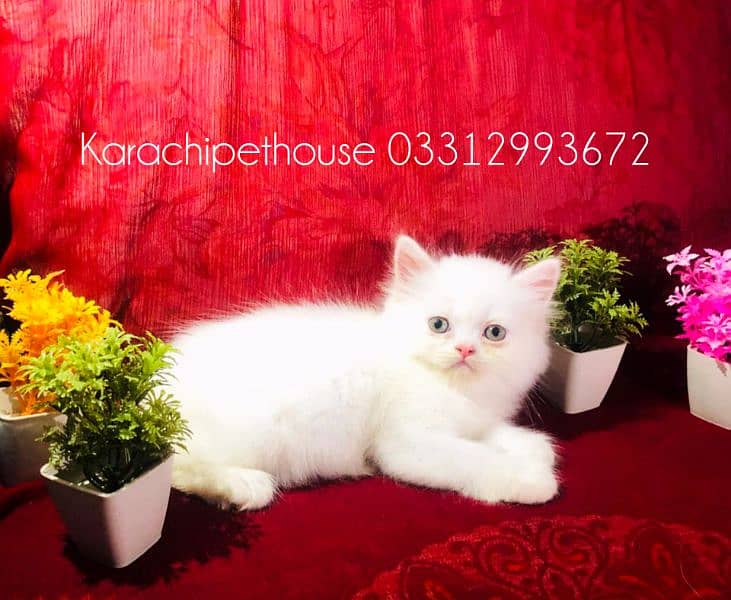 Pure Persian Kitten (Premium Quality) 3