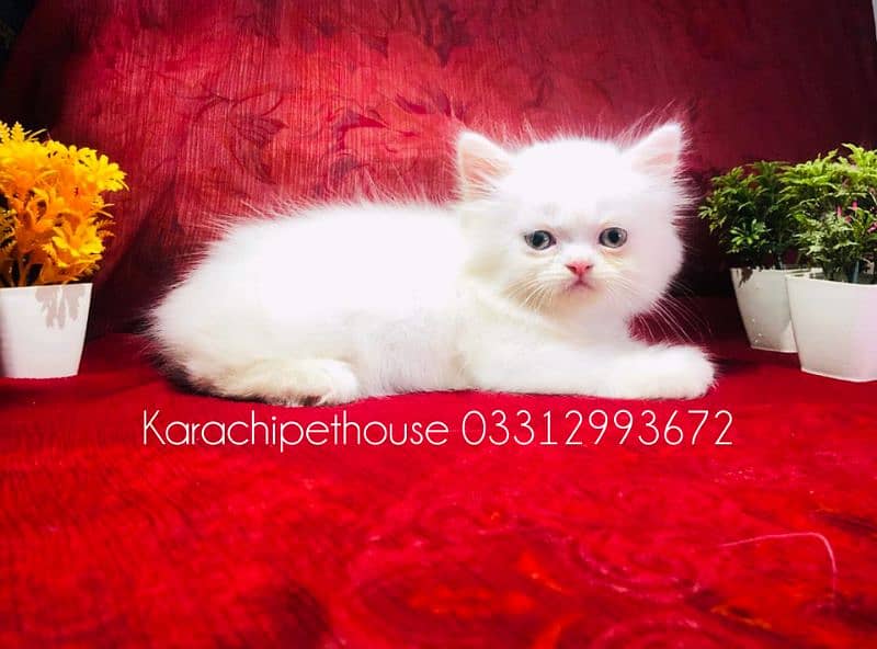 Pure Persian Kitten (Premium Quality) 4