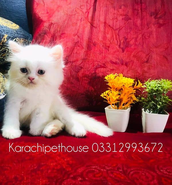 Pure Persian Kitten (Premium Quality) 5