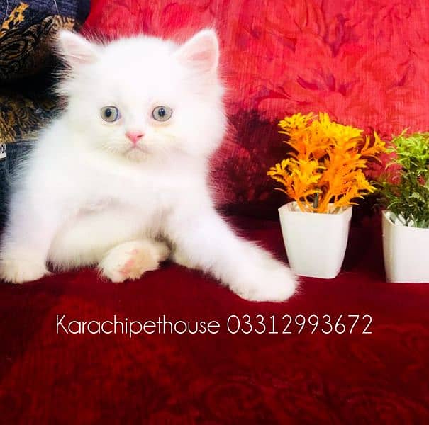 Pure Persian Kitten (Premium Quality) 6