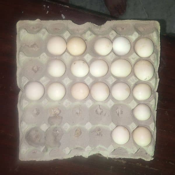 paper white Aseel chicks 0