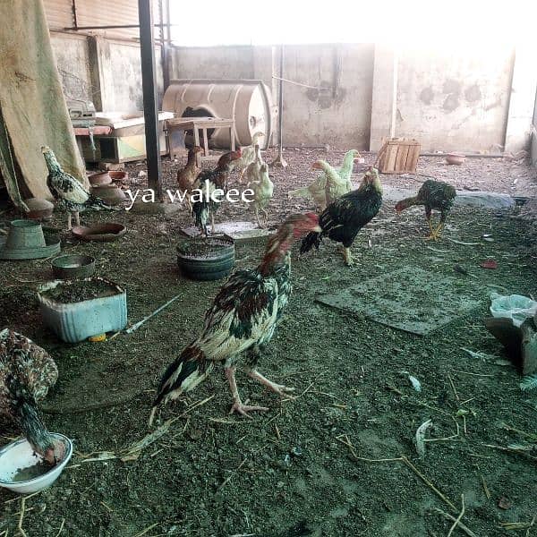 paper white Aseel chicks 1
