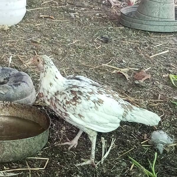 paper white Aseel chicks 3