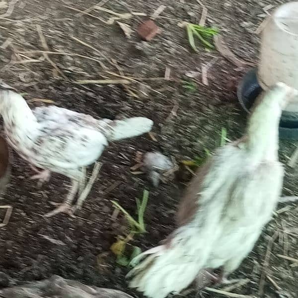 paper white Aseel chicks 5