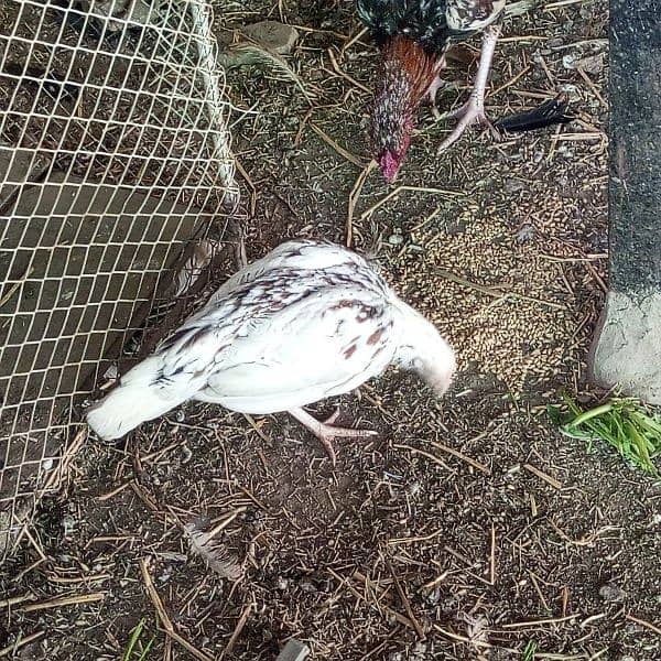 paper white Aseel chicks 6