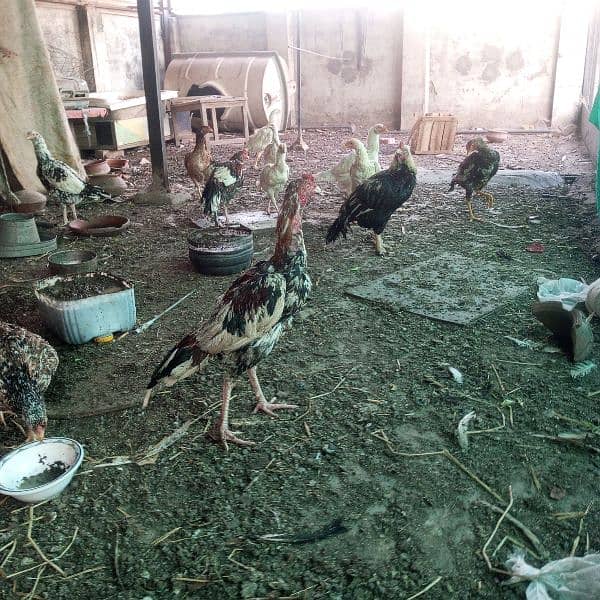 paper white Aseel chicks 8