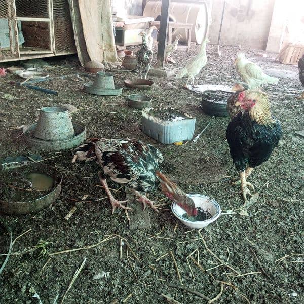 paper white Aseel chicks 10