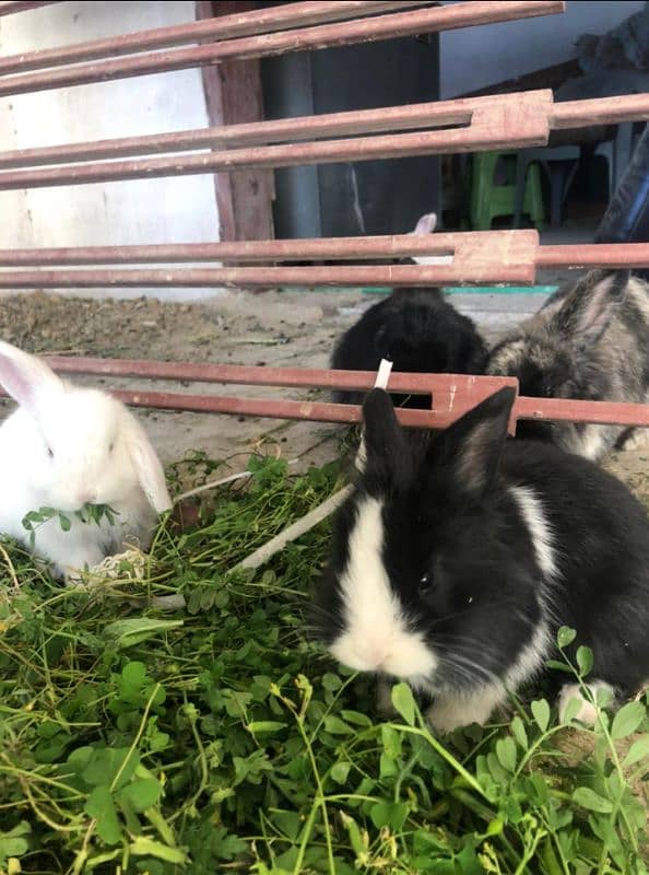 Bunnies Available red eyes white 0